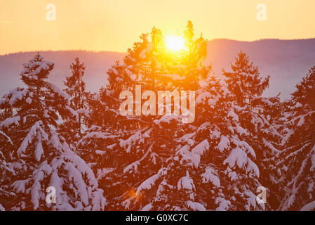 Snow coverd Norway spruce trees (Picea abies) in forest at sunset in winter, Bavarian Forest, Bavaria, Germany Stock Photo