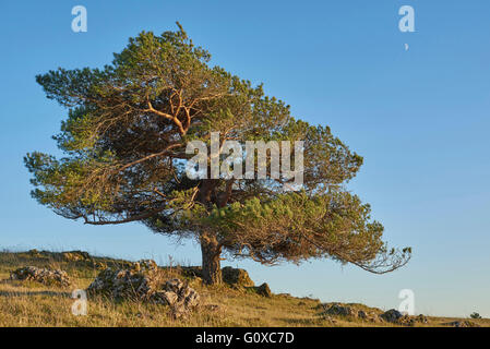 Scots pine tree (Pinus sylvestris) on hill in autumn, Upper Palatinate, Bavaria, Germany Stock Photo