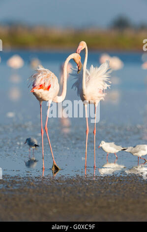 Greater Flamingos and Black-headed Gulls, Saintes-Maries-de-la-Mer, Parc Naturel Regional de Camargue, France Stock Photo