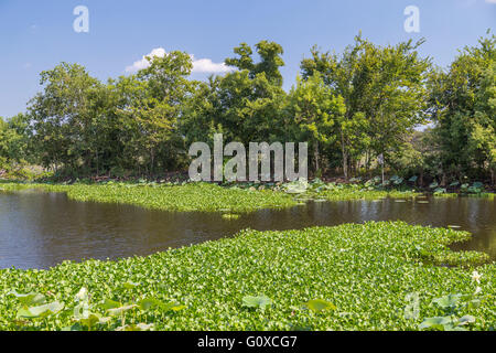 Water Lilies, grass, trees and other vegetation in Brazos Bend State Park near Houston, Texas Stock Photo