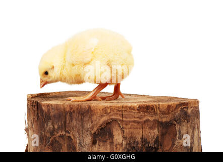 Small yellow chicken standing on wooden stump, isolated on white background Stock Photo