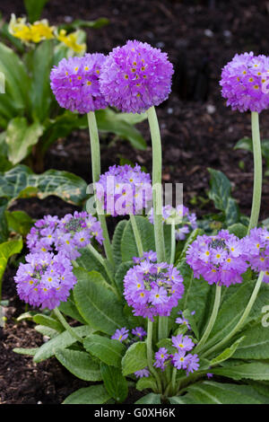 Mauve drumstick heads of the spring flowering hardy perennial Primula denticulata Stock Photo