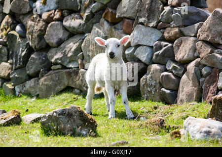 A white lamb on the isle of Mull. Newborn by a dry stone wall Stock Photo