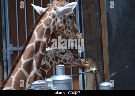 Animals in San Antonio Zoo, Texas TX USA Stock Photo - Alamy Animals in San Antonio Zoo, Texas TX USA Stock Photo - Alamy