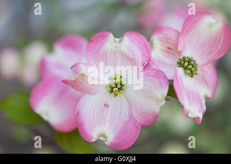 Pink Dogwood flowers (Cornus florida rubra) closeup - Virginia USA Stock Photo