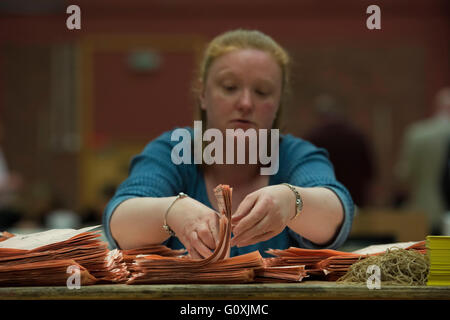 A woman counts votes during an election referendum count. Stock Photo