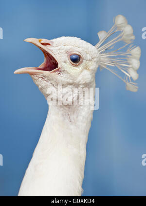 Closeup of a Head of a White Peacock Outdoors Stock Photo