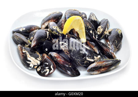a plate with uncooked mussels on a white background Stock Photo