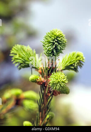 Nice young green shoots on spruce branch Stock Photo