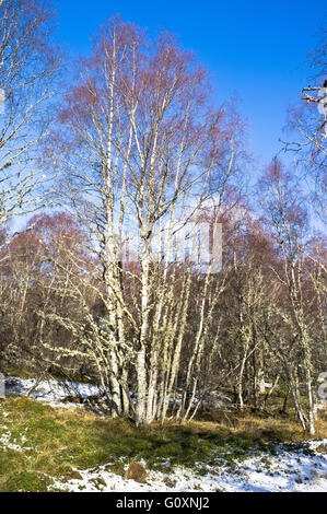 dh Silver Birch TREE UK Betula pendula winter snow woods trees scotland Stock Photo