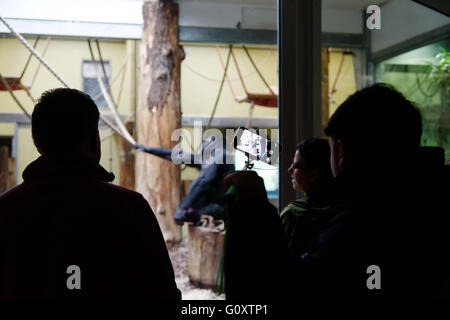 A man filming a gorilla on his cell phone in Berlin zoo Stock Photo