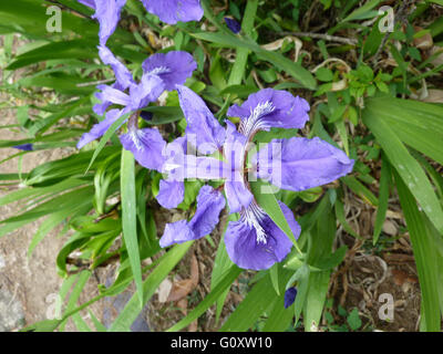Iris tectorum, Roof Iris, Wall Iris, perennial rhizomatous herb with sword shaped leaves and purple flowers Stock Photo