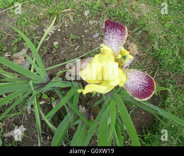 Iris variegata, Hungarian Iris, rhizomatous perennial herb, branched stems, slightly falcate ribbed leaves, yellow-white flower Stock Photo