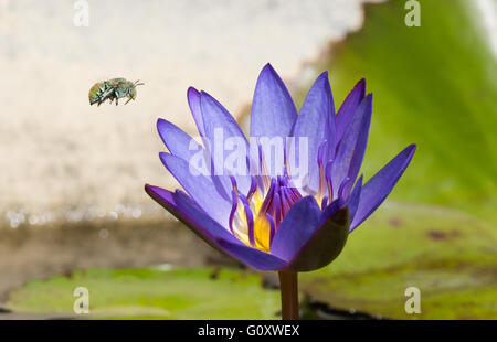 Australian native green blue banded bee in flight to purple waterlily Stock Photo