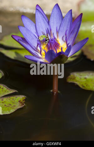 Australian native green blue banded bee on purple waterlily Stock Photo