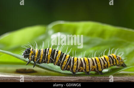 Eastern Black Swallowtail Butterfly Caterpillar Stock Photo