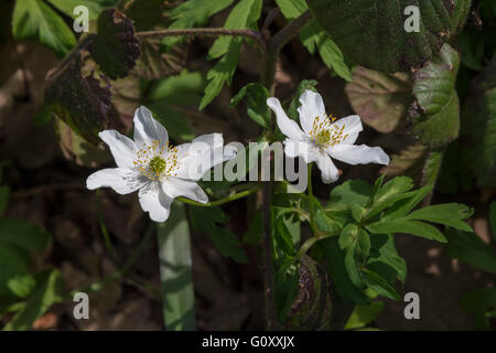 Wood Anemone. Anemone nemorosa (Ranunculaceae) at Everdon Stubbs, Nortamptonshire. Stock Photo