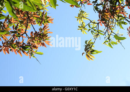 Young shoots of Mango tree leaves seen against blue sky on a sunny day. Stock Photo