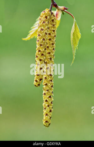Catkins of hazel, highly allergenic pollen Stock Photo
