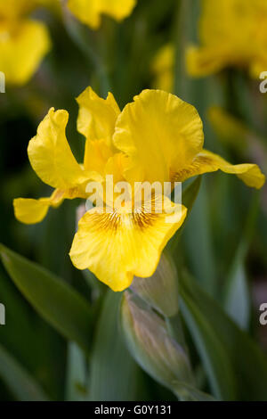 Dwarf bearded iris. Stock Photo