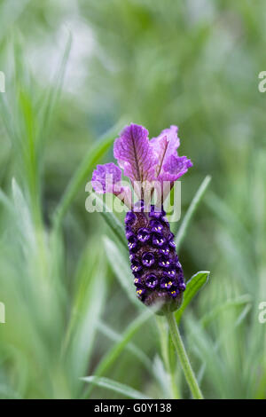 Lavandula Stoechas. French lavender flower. Stock Photo