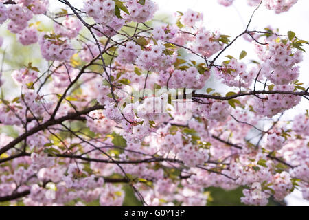 Prunus 'Ichiyo' blossom. Cherry blossom in an English garden. Stock Photo