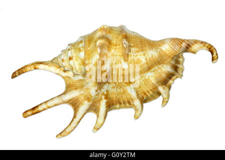 Sea snail with spikes isolated on white background Stock Photo