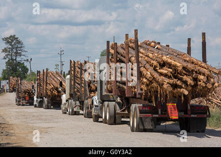 McCormick, South Carolina - Logging trucks arriving at a Georgia-Pacific lumber yard. Stock Photo