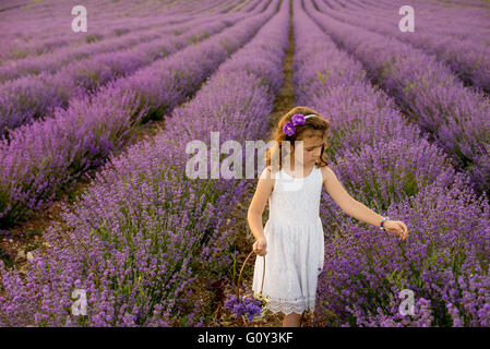 Girl picking lavender flowers in a field, Kazanlak, Bulgaria Stock Photo