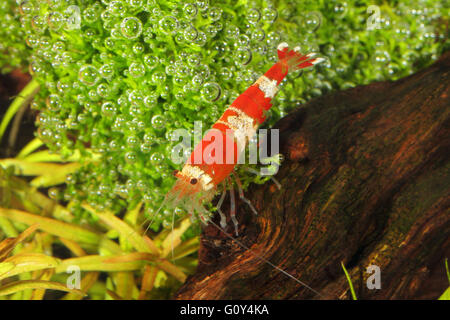 Crystal red shrimp, red bee shrimp, Caridina cf. cantonensis in freshwater home aquarium Emiliano Spada Stock Photo