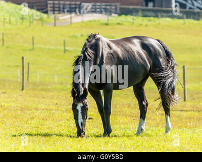 Black Hackney Stallion Horse grazing in green field with ears Stock ...