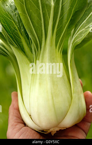 Pak choi. Typical Chinese cabbage. Stock Photo