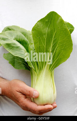 Pak choi. Typical Chinese cabbage. Stock Photo