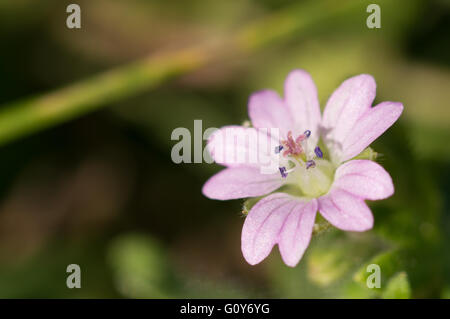 A close-up of a Dove's-foot Crane's-bill (Geranium molle) flower. Stock Photo