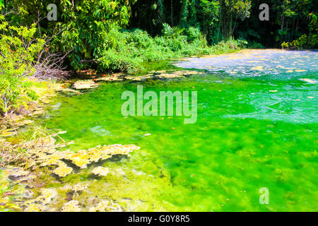 Clear water and beautiful water source in forest in Emerald Pool (Sra Morakot) Freshwater Spring-fed Pool in Krabi, Thailand. Stock Photo