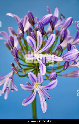 Agapanthus, Agapanthus africanus, African Blue Lily, African Lily, African Tulip, Beauty in Nature, Bulb, Colour, Flower, Summer Flowering, Frost tender, Plant, South Africa indigenous, Stamen, Studio Shot, Wild flower, Wild plant, Mauve, Blue, Stock Photo