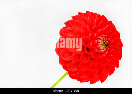 Dahlia, Pompom dahlia, Dahlia, Dahlia cultivar, Beauty in Nature, Bulb, Colour, Contemporary, Cottage garden plant, Creative, Cut Out, Flower, Autumn Flowering, Summer Flowering, Frost tender, Plant, Studio Shot, Tuber, Vivid Colour, Red, White, Stock Photo