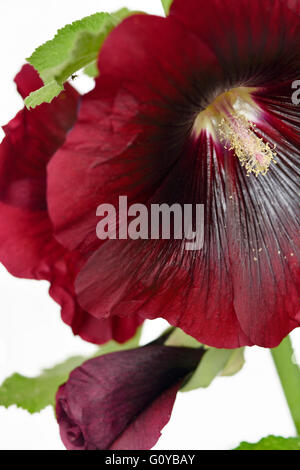 Hollyhock, Alcea, Alcea rosea cultivar, Althaea rosea, Beauty in Nature, Biennial, Colour, Contemporary, Cottage garden plant, Creative, Flower, Summer Flowering, Frost hardy, Plant, Stamen, Studio Shot, Sustainable plant, Red, White, Stock Photo