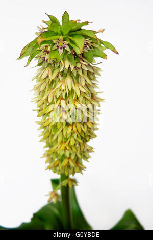 Pineapple flower, Eucomis, Eucomis pallidiflora, Beauty in Nature, Bulb, Colour, Contemporary, Creative, Cut Out, Flower, Summer Flowering, Frost hardy, Giant Pineapple Flower, Plant, South Africa indigenous, Studio Shot, Unusual plant, Wild flower, Green, White,