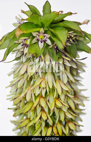 Pineapple flower, Eucomis, Eucomis pallidiflora, Beauty in Nature, Bulb, Colour, Contemporary, Creative, Flower, Summer Flowering, Frost hardy, Giant Pineapple Flower, Plant, South Africa indigenous, Studio Shot, Unusual plant, Wild flower, Green,