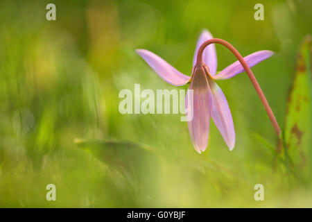 Dog's tooth violet, Erythronium, Erythronium dens-canis, Asia indigenous, Beauty in Nature, Bulb, Colour, Contemporary, Cottage garden plant, Creative, Dogtooth Violet, Dreamlike, Edible, Europe indigenous, Flower, Spring Flowering, Food and Drink, Frost hardy, Growing, Outdoor, Pastel Colour, Plant, Unusual plant, Wild flower, Pink, Green, Stock Photo
