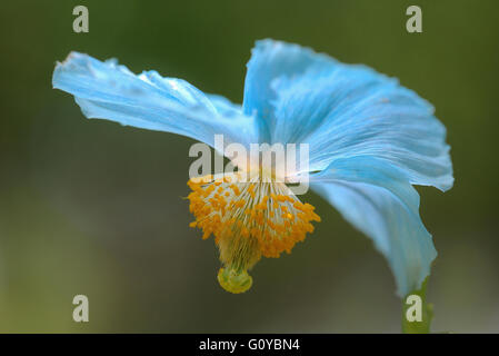 Himalayan blue poppy, Meconopsis, Meconopsis baileyi, Beauty in Nature, Bhutan National Flower, Burna indigenous, China indigenous, Colour, Contemporary, Creative, Delicate, Flower, Spring Flowering, Frost hardy, Growing, Meconopsis betonicifolia, Outdoor, Perennial, Plant, Stamen, Tibet indigenous, Tibetan Blue Poppy, Unusual plant, Wild flower, Blue, Stock Photo