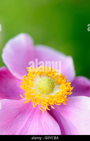 Anemone, Anemone hupehensis 'Hadspen abundance', Beauty in Nature, Colour, Cottage garden plant, Creative, Flower, Summer Flowering, Frost hardy, Growing, Japanese Anemone, Japanese Thimbleflower, Japanese Windflower, Nature, Outdoor, Perennial, Plant, Stamen, Tuber, Pink, Green, Stock Photo