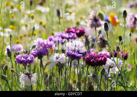 Cornflower, Pink, Centaurea, Centaurea cyanus cultivar, Annual, Beauty in Nature, Colour, Cottage garden plant, Culinary uses, Edible, Flower, Summer Flowering, Frost hardy, Growing, Herb, Nature, Outdoor, Plant, Mixed colours, Stock Photo