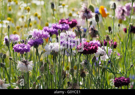 Cornflower, Pink, Centaurea, Centaurea cyanus cultivar, Annual, Beauty in Nature, Colour, Cottage garden plant, Culinary uses, Edible, Flower, Summer Flowering, Frost hardy, Growing, Herb, Nature, Outdoor, Plant, Mixed colours, Stock Photo