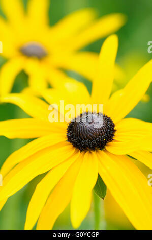 Coneflower, Black-eyed Susan, Rudbeckia, Rudbeckia fulgida var. deamii, Beauty in Nature, Colour, Cottage garden plant, Flower, Autumn Flowering, Summer Flowering, Frost hardy, Growing, Nature, Outdoor, Perennial, Plant, Yellow, Green, Stock Photo