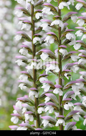 Bear's breeches, Acanthus, Acanthus spinosus, Beauty in Nature, Colour, Flower, Summer Flowering, Frost hardy, Growing, Mediterranean indigenous, Nature, Outdoor, Perennial, Plant, Wild flower, White,