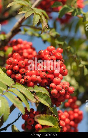Rowan, Sorbus, Sorbus aucuparia, Beauty in Nature, Colour, Deciduous, Edible, Europe indigenous, European Rowan, Spring Flowering, Frost hardy, Summer Fruiting, Growing, Herb, Medicinal uses, Mountain Ash, Outdoor, Plant, Tree, Wild plant, Red, Stock Photo