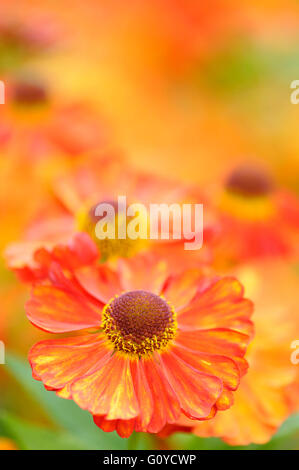 Sneezeweed, Helenium, Helenium 'Karneol', Beauty in Nature, Colour, Creative, Flower, Autumn Flowering, Summer Flowering, Frost hardy, Growing, Helen's Flower, Outdoor, Perennial, Plant, Stamen, Orange, Stock Photo