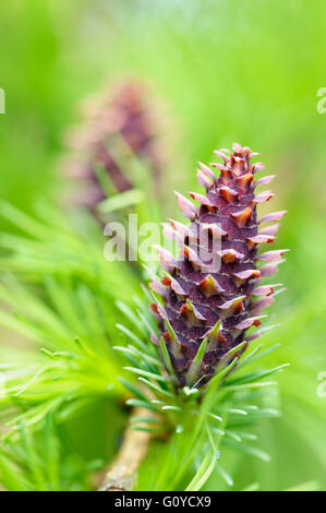 Larch, Larix, Larix decidua, Bach flower remedy, Beauty in Nature, Colour, Conifer, Deciduous, Edible, Europe indigenous, Spring Flowering, Foliage, Frost hardy, Autumn Fruiting, Growing, Herb, Medicinal uses, Outdoor, Plant, Spiky, Tree, Wild plant, Brown, Green, Stock Photo